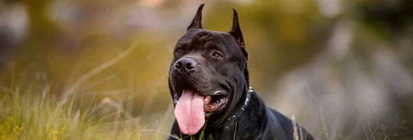 Black American Pit Bull Terrier Odpoczywający Zewnątrz — Zdjęcie stockowe