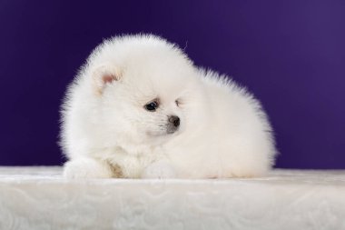 Şirin Pomeranya köpek kenarı manzarası