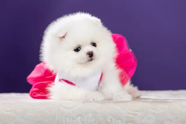 Bonito Pequeno Cachorro Branco Pomeranian Vestindo Vestido Rosa — Fotografia de Stock