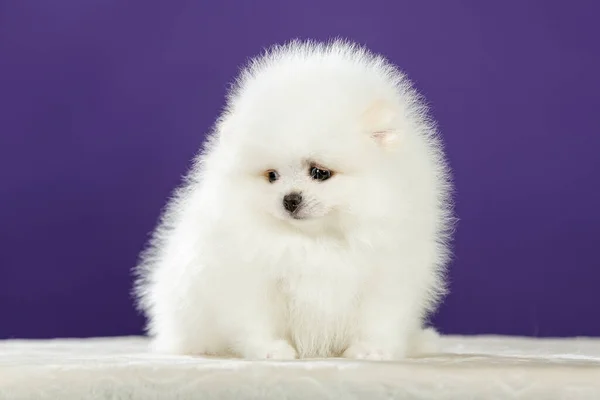 Bonito Pequeno Branco Pomeranian Cachorro Vista Frontal — Fotografia de Stock