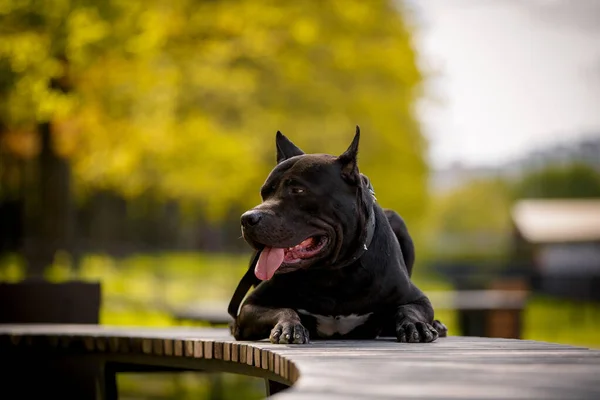 Preto American Pit Bull Terrier ao ar livre — Fotografia de Stock