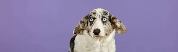 大理石色ウェールズのコーギー子犬でスタジオ ストックフォト