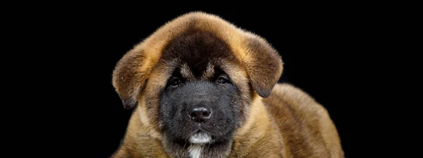 Retrato de um cachorrinho sério — Fotografia de Stock