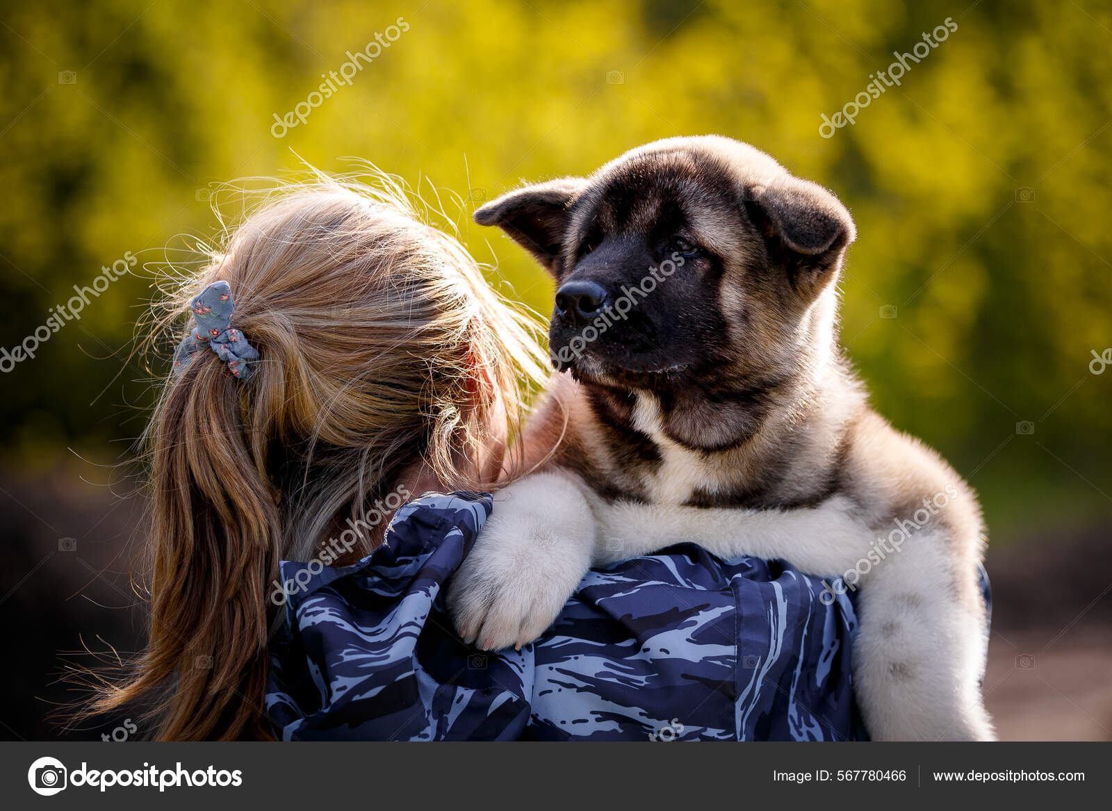 Full Grown American Akita American Akita Dog Biggest American