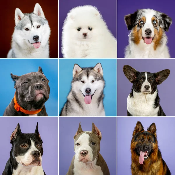 Collage Perros Bonitos Estudio Primer Plano Retrato — Foto de Stock