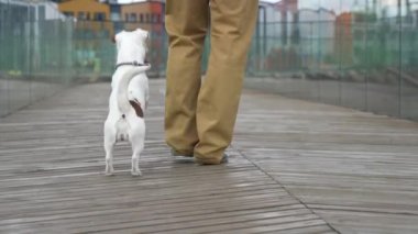 Beyaz köpek oynaması için sahibini çağırıyor ve bacaklarının etrafında koşuyor.