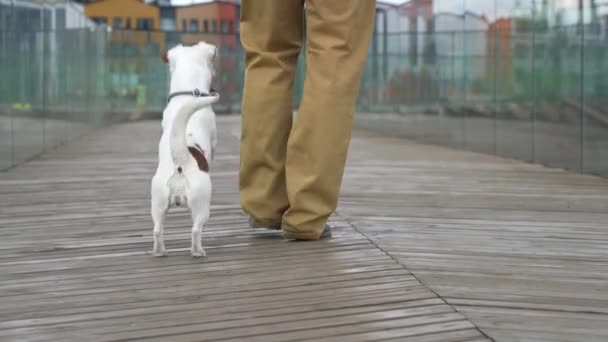 白い犬が所有者に電話して足の周りを走り回る — ストック動画
