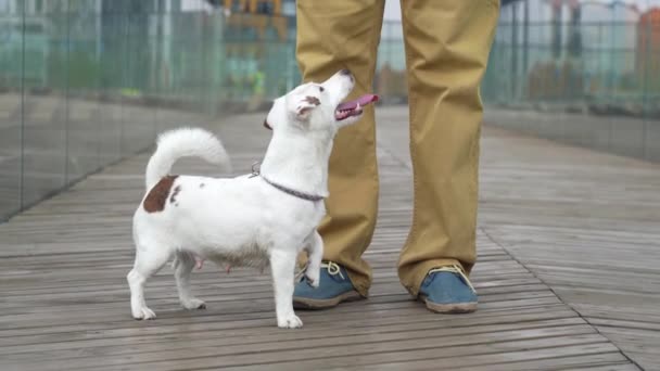 Bílý Pes Volá Majitele Aby Hrál Běhá Kolem Nohou — Stock video