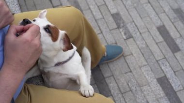 Beyaz köpek oynaması için sahibini çağırıyor.