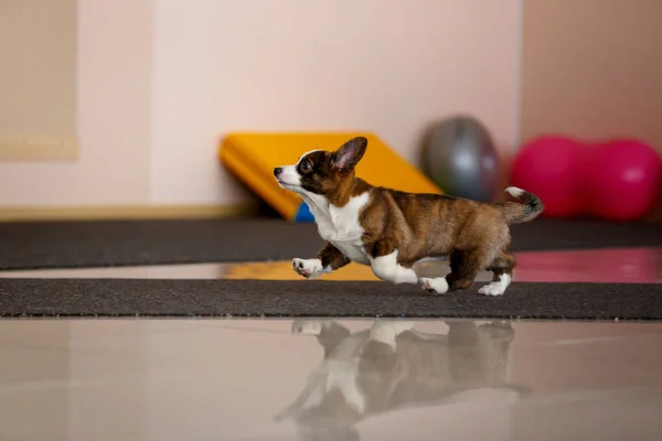 Welsh Corgi Puppy Heeft Training Studio — Stockfoto