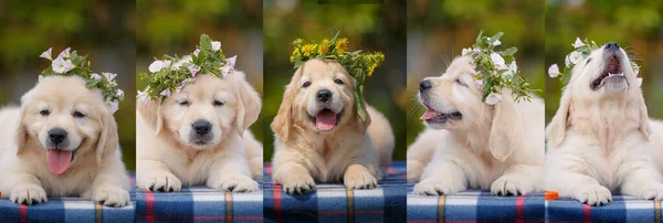 小さな正の白いLabraador子犬ポーズ屋外でともに花輪上の彼の頭 — ストック写真