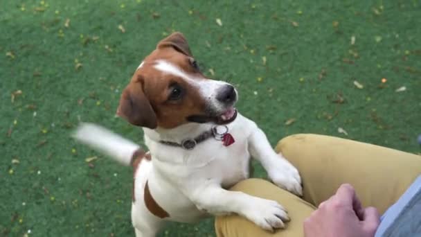 Entzückender Jack Russell Terrier Hund Schaut Auf — Stockvideo