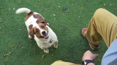 Sevimli Jack Russell Terrier köpeği yukarı bakıyor.