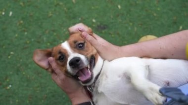 Erkek eller köpeğe masaj yapar. Jack Russell Terrier oyunları