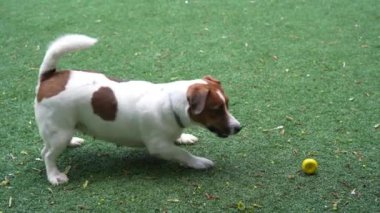 Beyaz köpek oyuncağı dikkatle izliyor