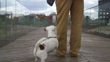 Beyaz köpek oynaması için sahibini çağırıyor.