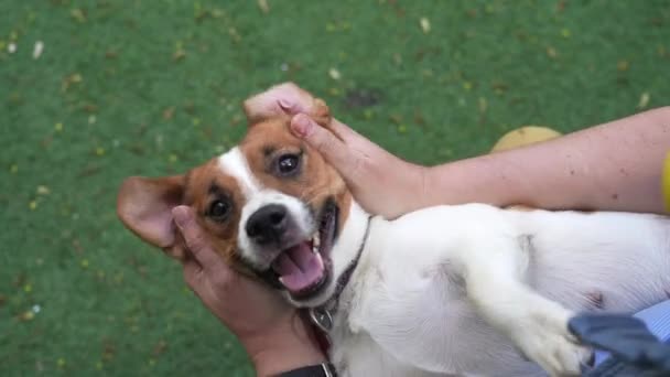 Mani Maschili Massaggiano Cane Jack Russell Terrier Giochi — Video Stock