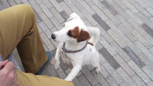 Roztomilý Jack Russell Teriér Pes Vzhlíží — Stock video