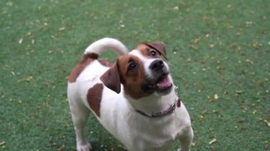 Tapılası Jack Russell Terrier sahiplerinin elinde..