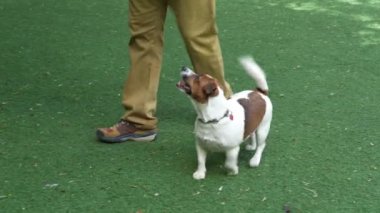 Beyaz köpek oynaması için sahibini çağırıyor.
