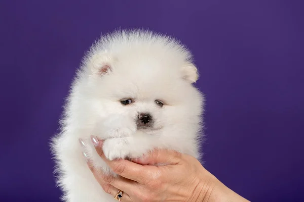 Mujer Mantenga Lindo Pequeño Cachorro Blanco Pomerania Mano — Foto de Stock