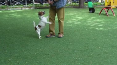 Beyaz köpek oynaması için sahibini çağırıyor.