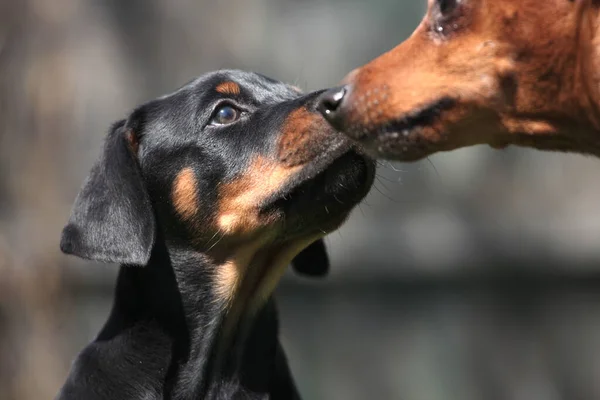 Doberman Cachorro Huele Hocico Adulto Pigmeo Pinscher Retrato Cerca —  Fotos de Stock