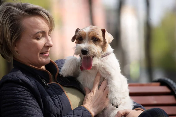 Attractive Woman Having Rest Park White Jack Russell Terriers Love — Stock Photo, Image