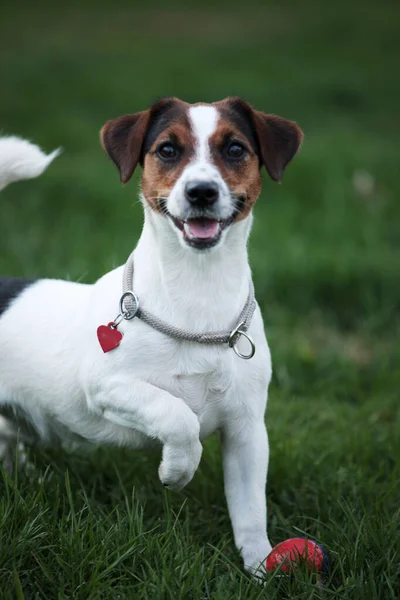 Jack Russell Terrier Kölyök Feláll Felnéz Szórakoztató Testmozgás Szabadban — Stock Fotó