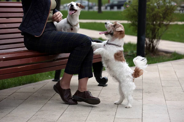 Donna Attraente Che Riposa Nel Parco Con Terrier Bianchi Russell — Foto Stock