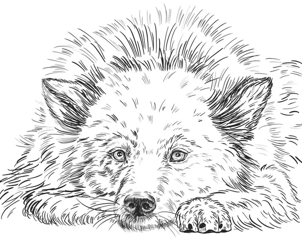 Syberyjski Pies Husky Pozuje Ławce Parku — Zdjęcie stockowe