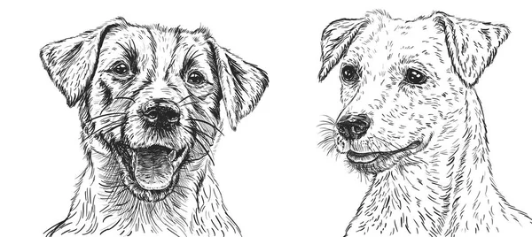 Krásný Jack Russell Teriér Pes Tužka Kresba — Stock fotografie
