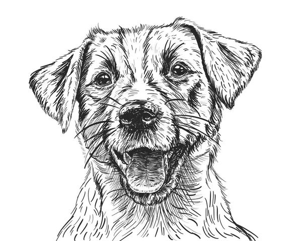 Magnifique Crayon Chien Jack Russell Terrier Dessin — Photo