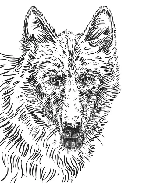 Wolf Face Close Portrait Pencil Drawing — Stock Photo, Image