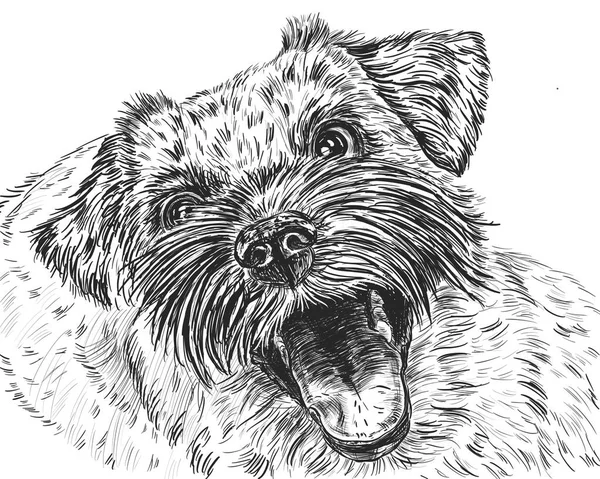 Schattige Jack Russell Terrier Hond Kijkt Omhoog — Stockfoto