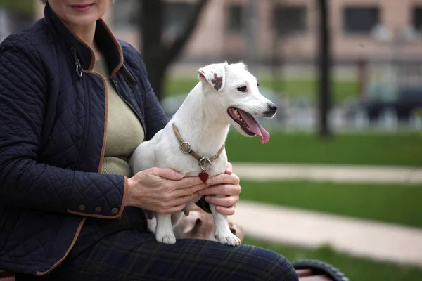 迷人的女人在公园休息与积极和积极的白色杰克Russell小狗 爱情故事 心连心 — 图库照片