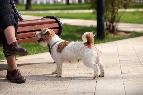 Kędzierzawy Pies Terrier Jacka Russella Stoi Przed Ławką Której Siedzi — Zdjęcie stockowe