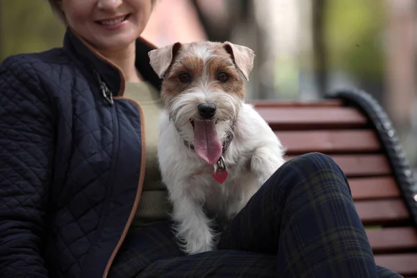 Donna Attraente Che Riposa Nel Parco Con Terrier Bianchi Russell — Foto Stock