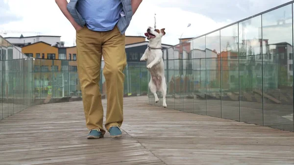 Cão Branco Chama Proprietário Para Jogar Corre Torno Suas Pernas — Fotografia de Stock
