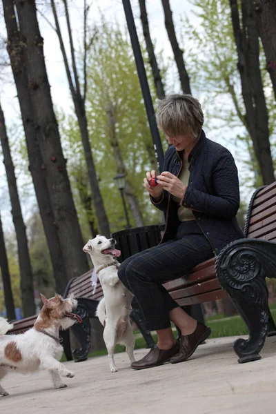 Donna Attraente Che Riposa Nel Parco Con Terrier Bianchi Russell — Foto Stock