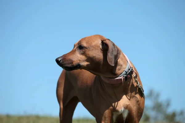 Vacker Hund Rodesian Ridgeback Hund Utomhus Himlen Bakgrund — Stockfoto