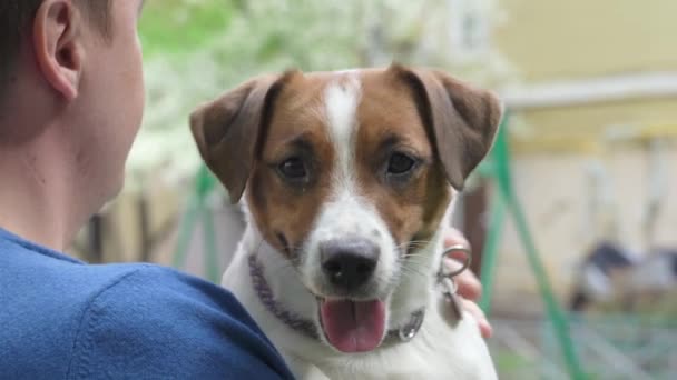 Man Met Kleine Positieve Witte Hond Zijn Armen — Stockvideo