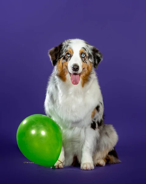 スタジオでのブルーメルオージー犬 ストック写真