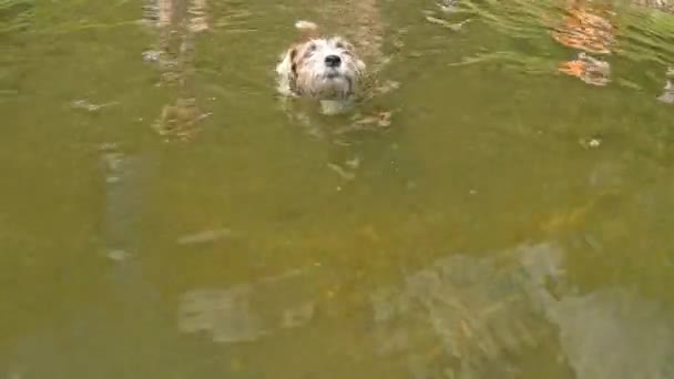 Jack Russell Terrier Cane Nuotare Felicemente Gioiosamente Felice Animale Domestico — Video Stock