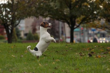 Zıplayan hayvan, arka ayakları üzerinde köpek. Sonbahar parkında dans eden Jack Russell Terrier. 3 renk.