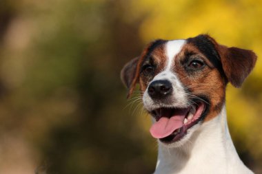 Görkemli Alarm Jack Russell Teriyer Köpek Portresi arka planda
