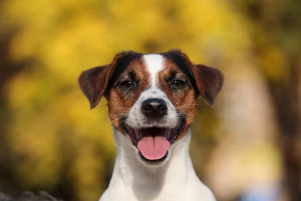 Majestic Alert Jack Russell Terrier Kutya Portré Őszi Háttér — Stock Fotó