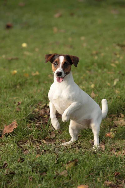 Skákající Mazlíček Pes Zadních Nohách Tančící Jack Russell Terrier Podzimním Royalty Free Stock Obrázky