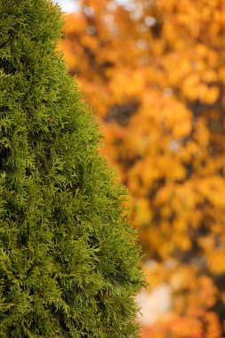 Parlak sonbahar arkaplanı. Odaklanamayan yapraklar yeşil ve parlak sarı..
