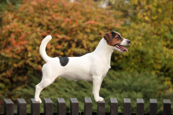 屋外の3色のペット 若いですジャック ラッセル テリア子犬立って上のベンチ上の秋の背景 — ストック写真